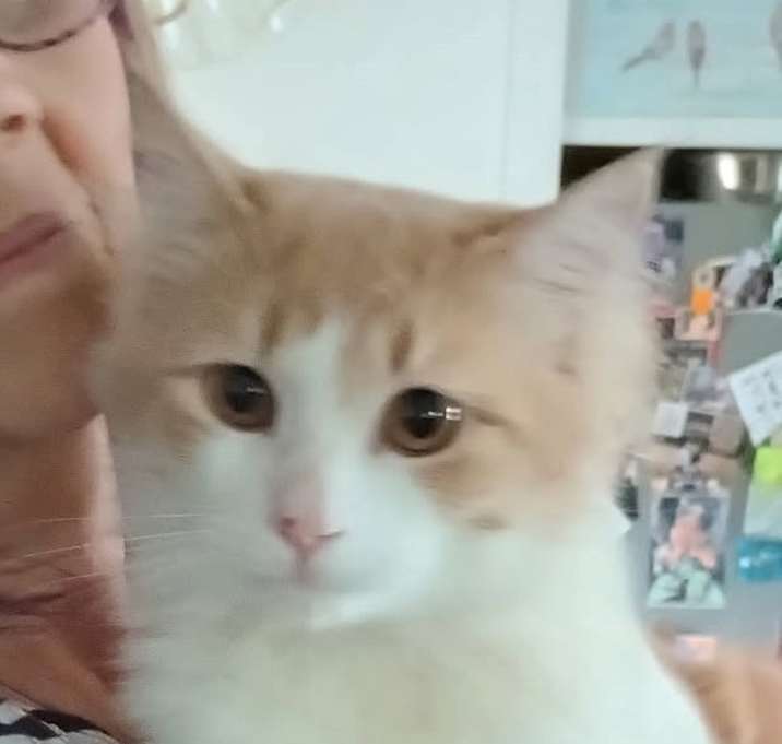 Photo of Garfield
