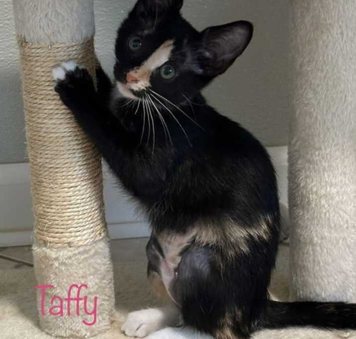 Photo of Taffy