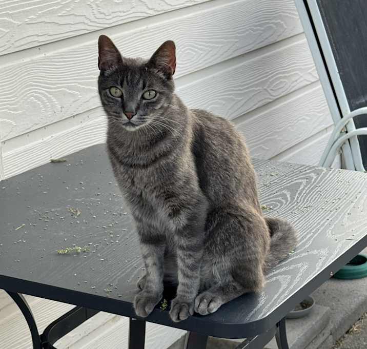 Photo of Milo
