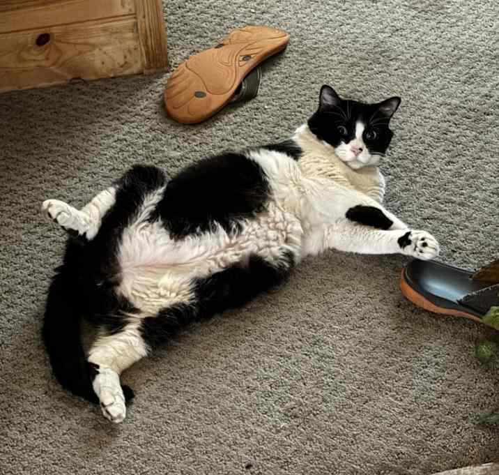 Photo of Piggy
