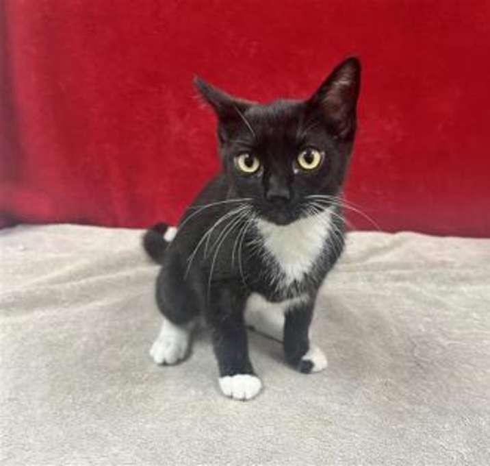 Photo of Chevy Sparkles