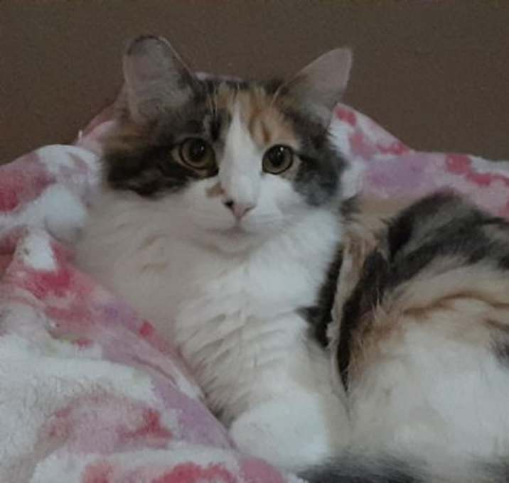 Photo of SASHA