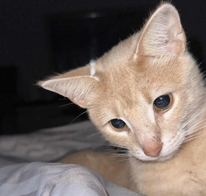 Photo of Aloo