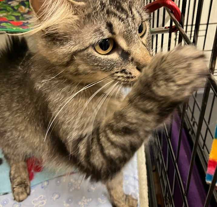 Photo of Ginger 2 mom