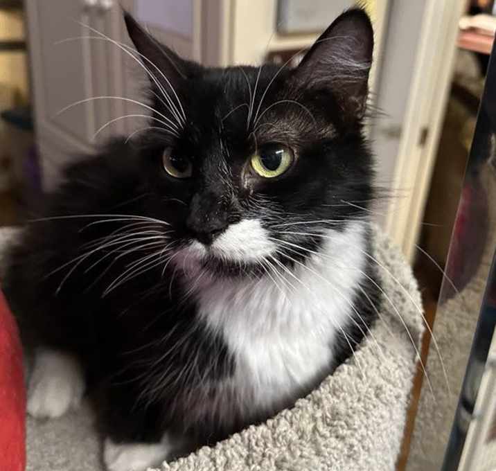 Photo of Cupcake