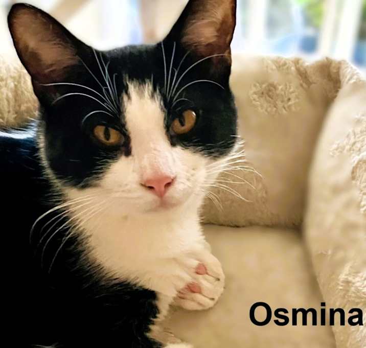 Photo of Osmina