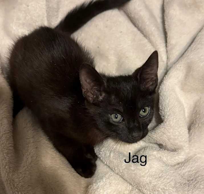 Photo of Jag