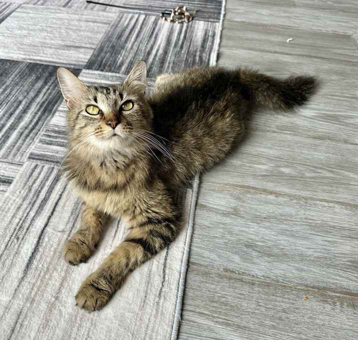Photo of Aries Kitty
