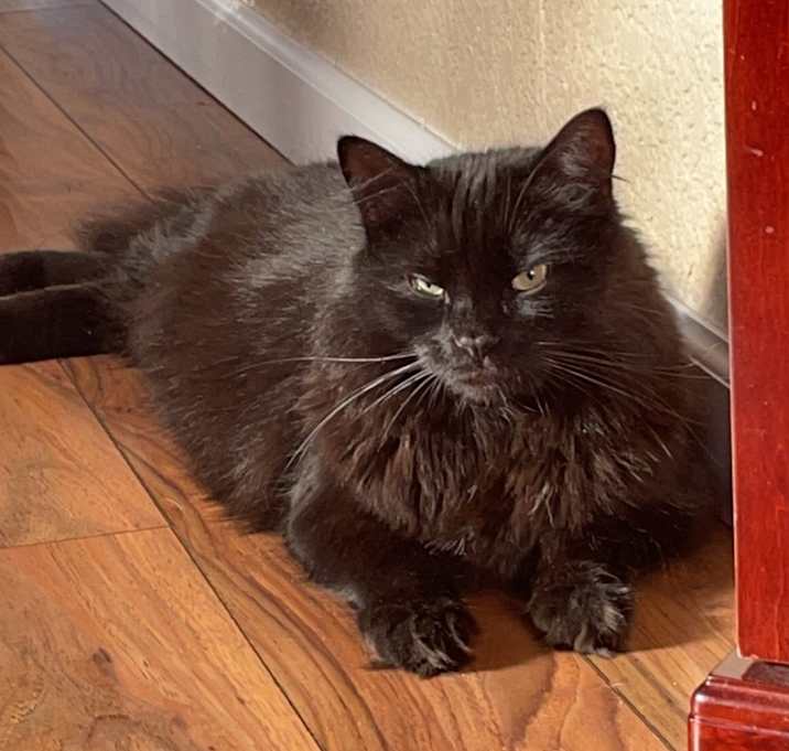 Photo of Mochi Leon aka Buddy