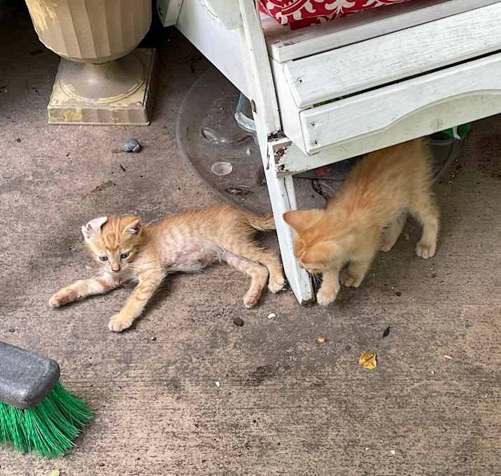 Photo of Kittens