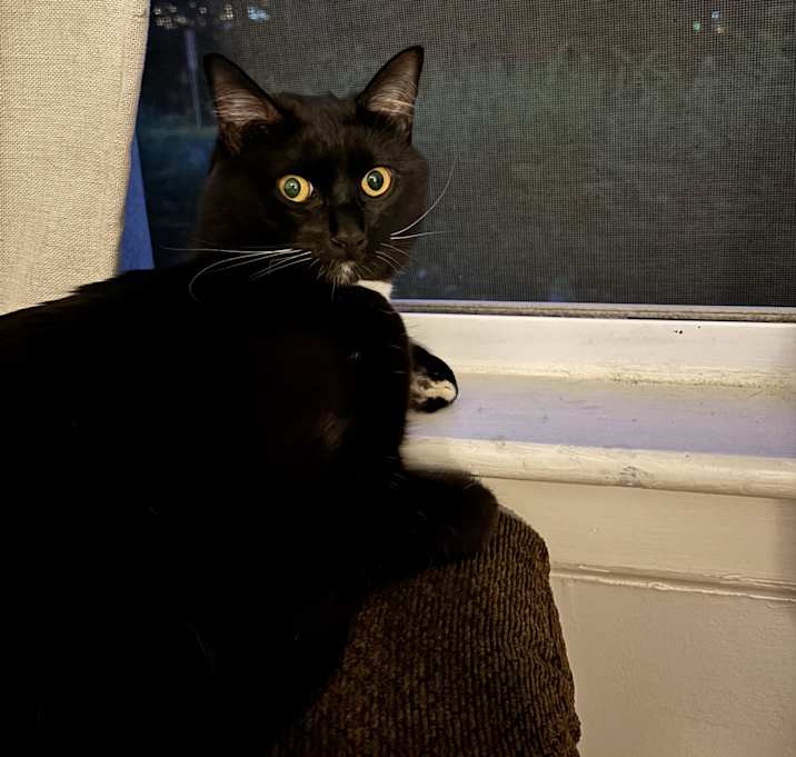 Photo of Scoobert