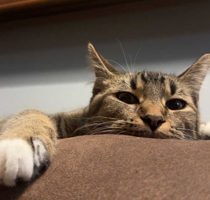 Photo of Spyro