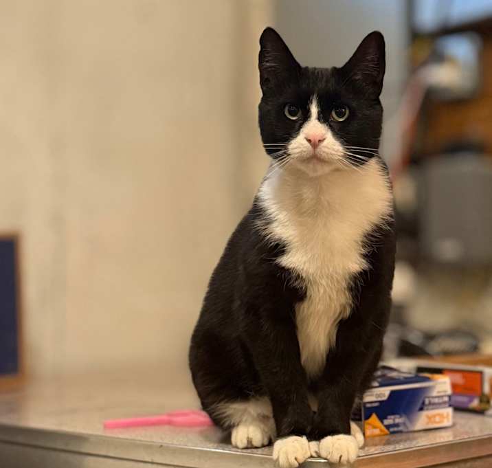 Photo of Pawli