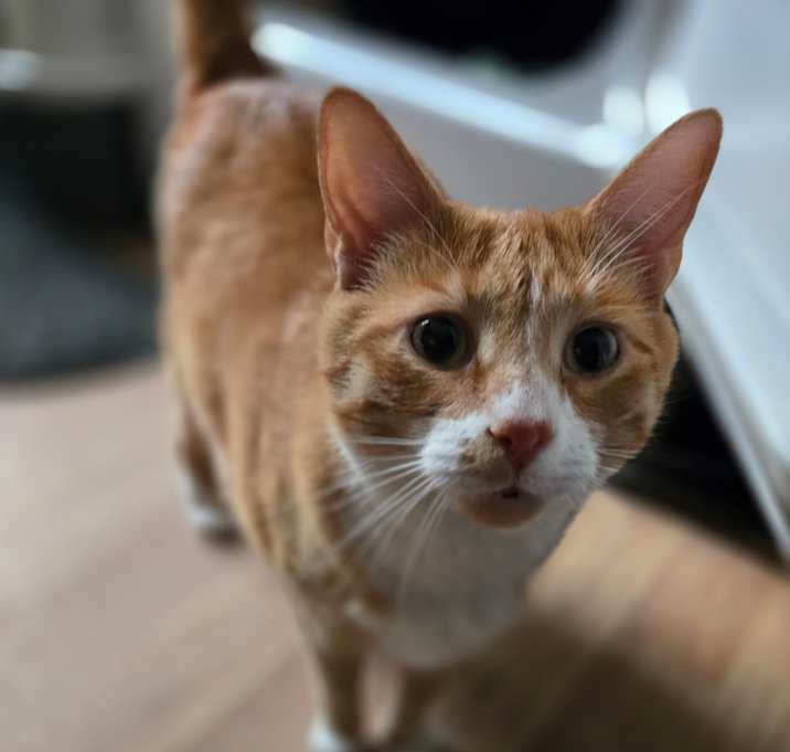 Photo of Cheeto