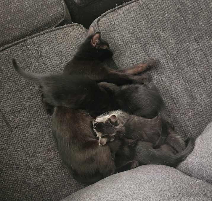 Photo of Kittens