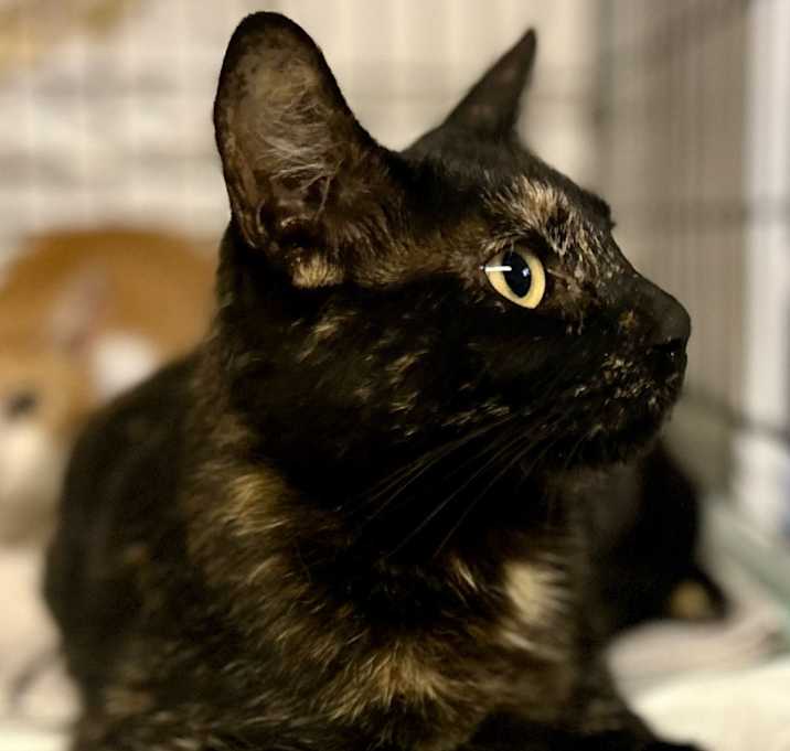 Photo of Boo