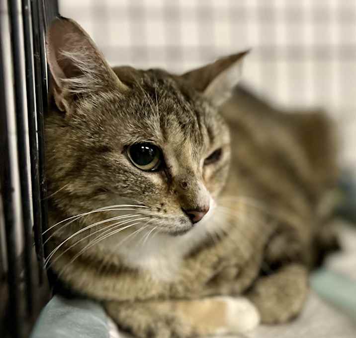 Photo of Maple