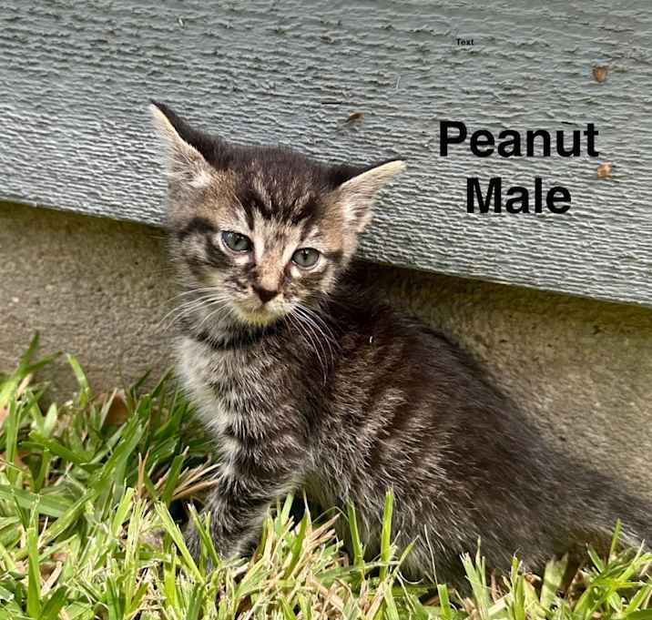 Photo of Jellybean, Peanut
