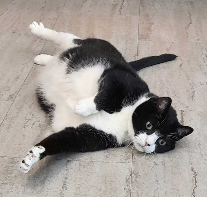 Photo of Maverick