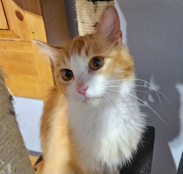 Photo of Poppy