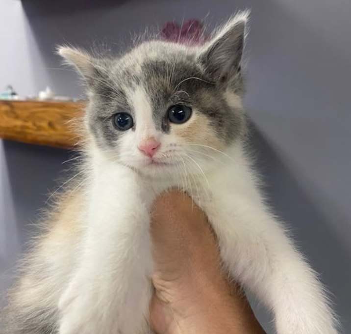 Photo of CAT-MIA