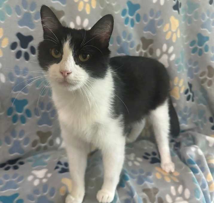 Photo of Cookie