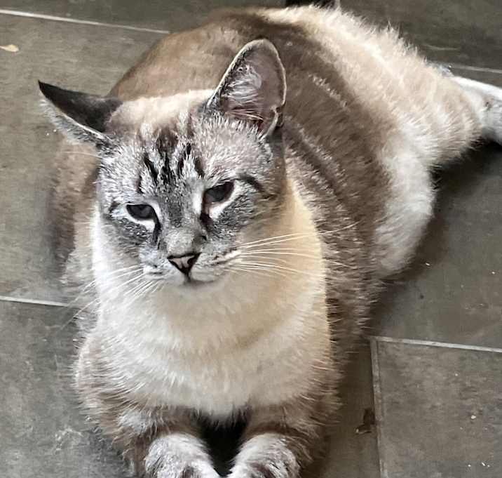 Photo of Twinkie