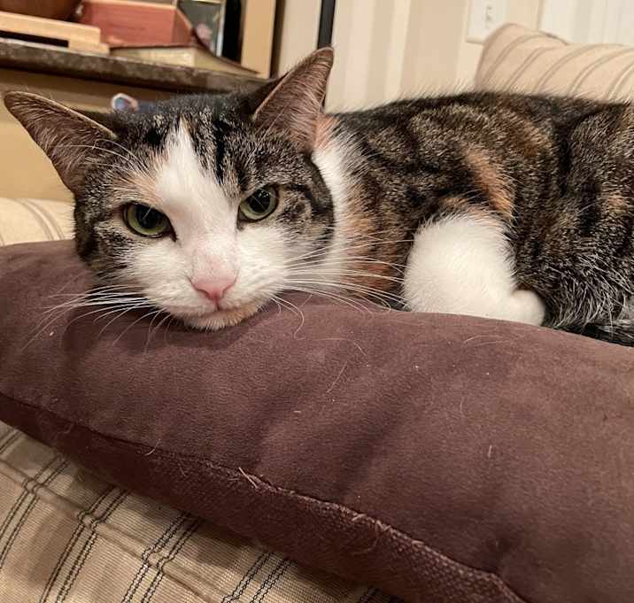 Photo of Pippa