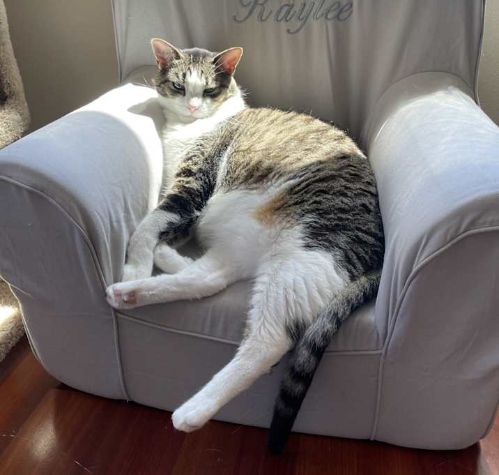 Photo of Peanut