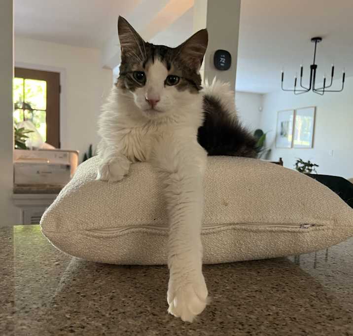 Photo of Chester