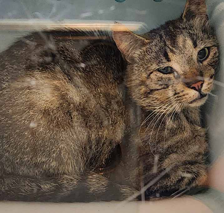 Photo of Zoltar- Rodent responder, adoption fees waived!