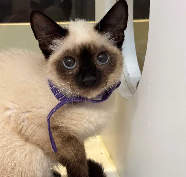Photo of Miso (Purple)