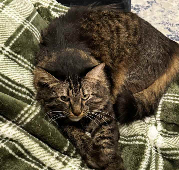 Photo of Teddy