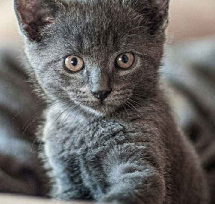 Photo of Kevin from Accounting (russian blue kitten)