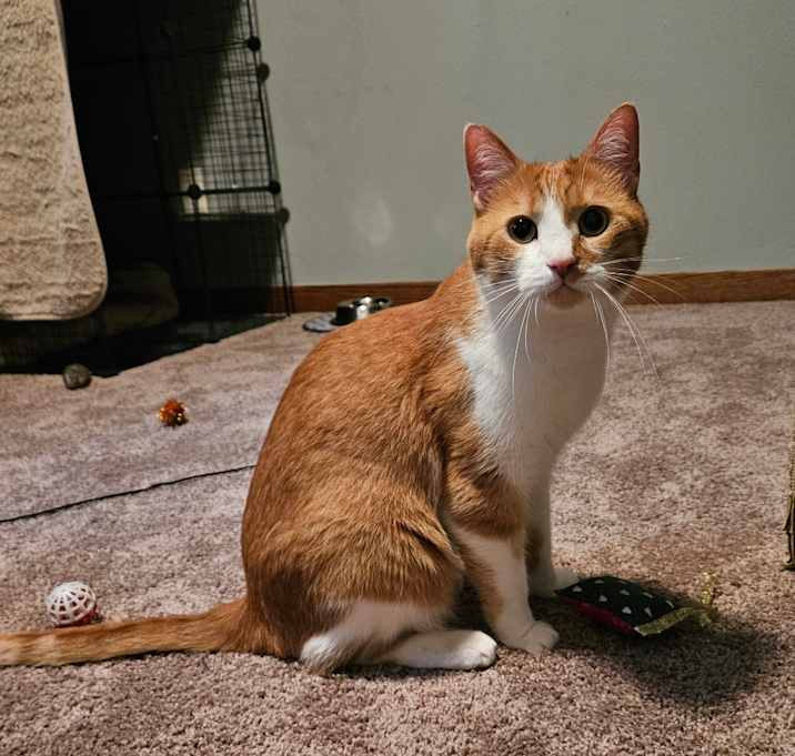 Photo of Marmalade