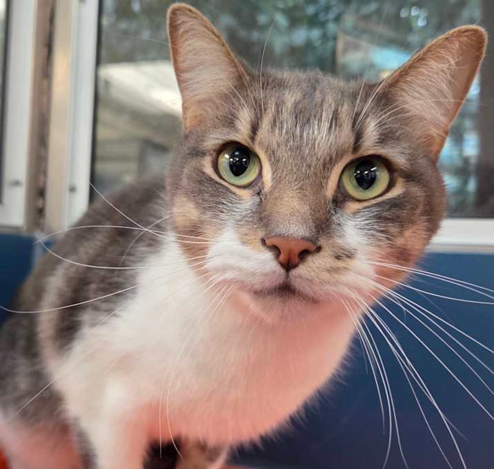 Photo of Tico