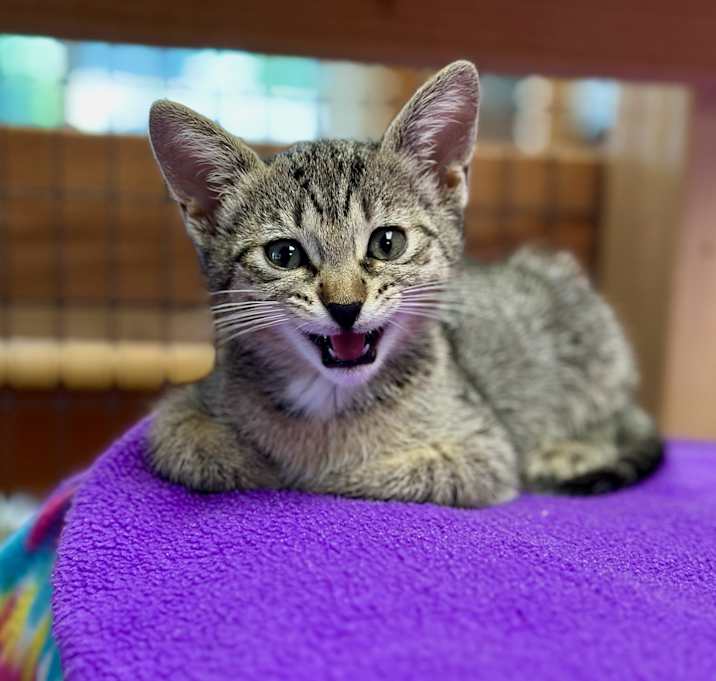 Photo of Jax