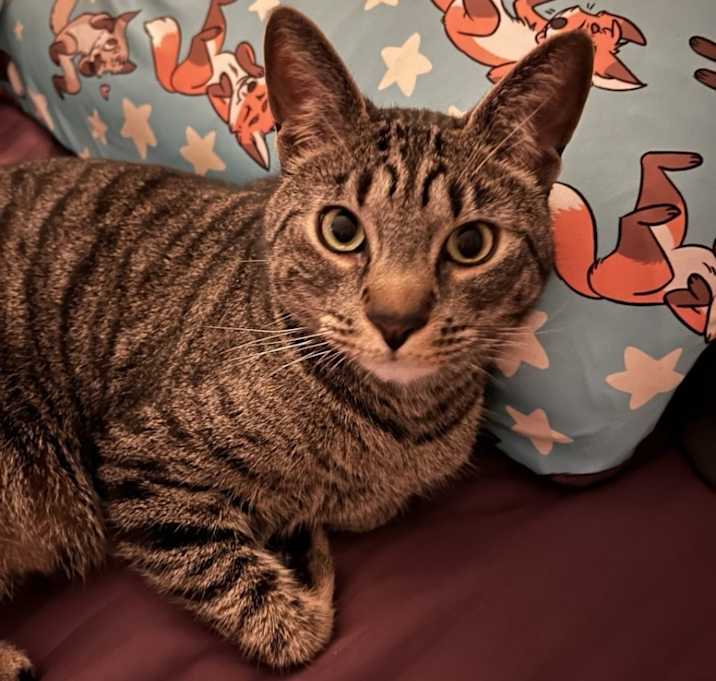 Photo of Wicket