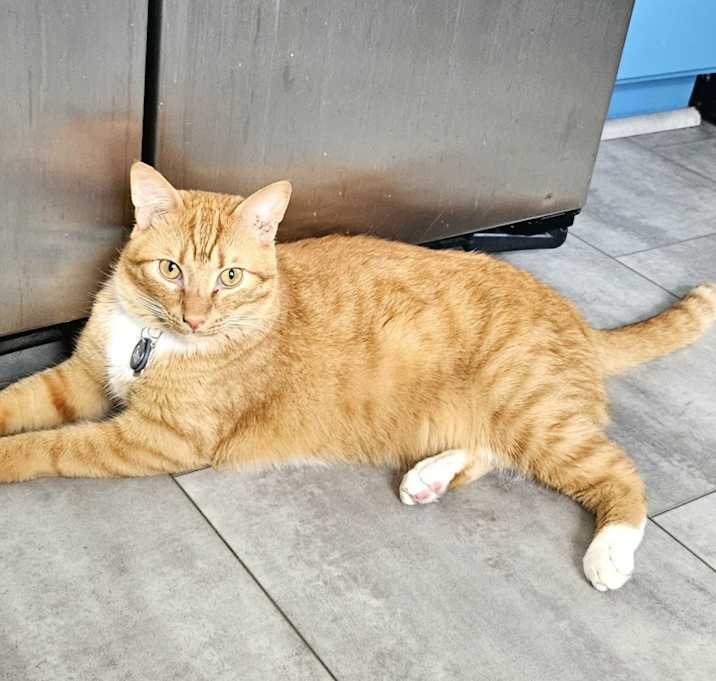 Photo of Orion (Helios Pumpkinson)