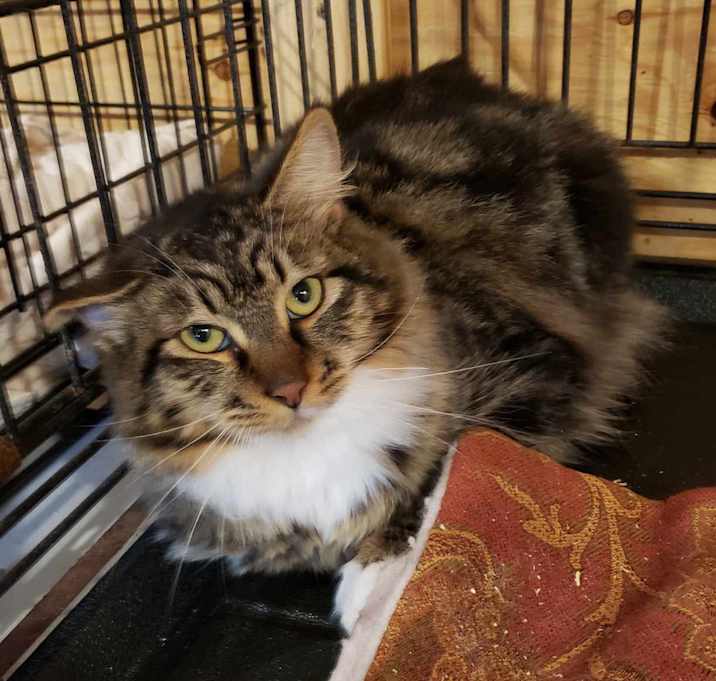 Photo of Gizmo