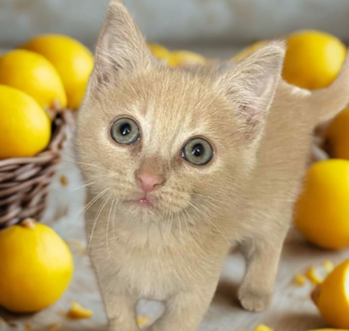 Photo of Lemon