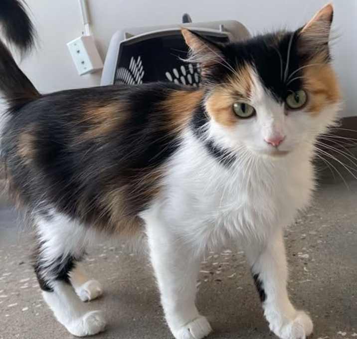 Photo of Calliope