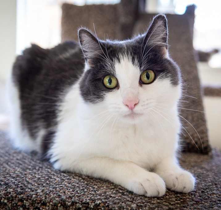Photo of Herold