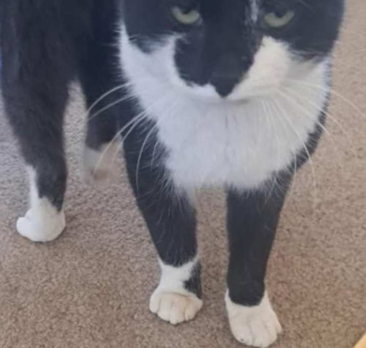 Photo of Oreo Cakester