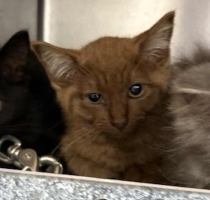 Photo of Caramel