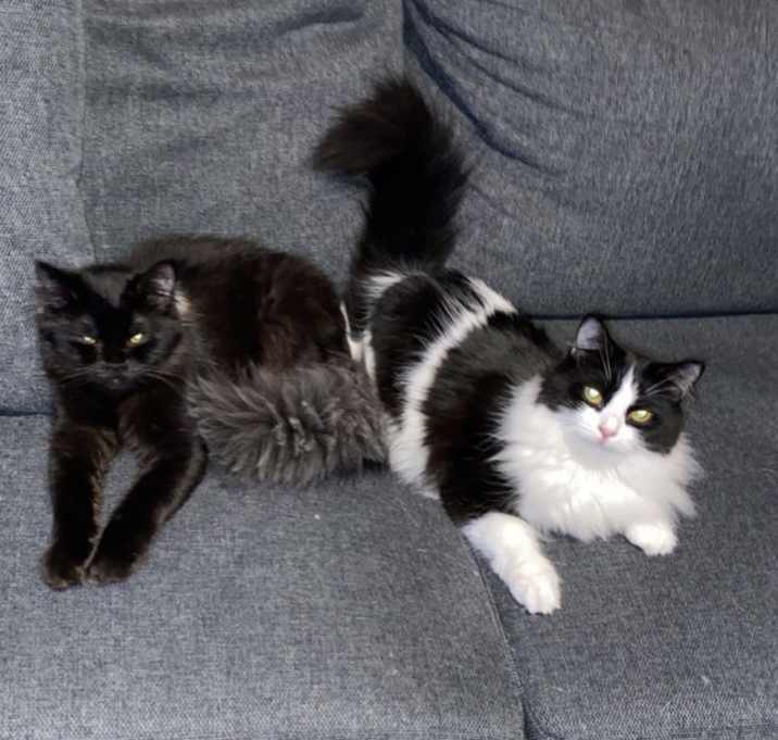 Photo of Luna and Kuna