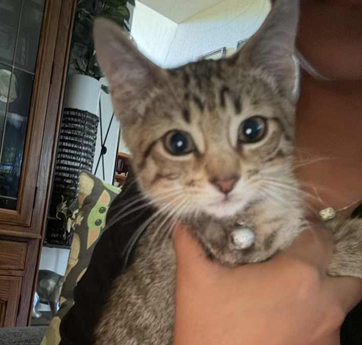 Photo of Milo
