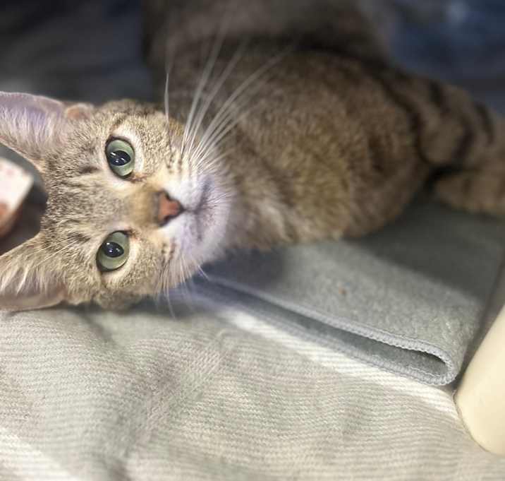 Photo of Honey Bear