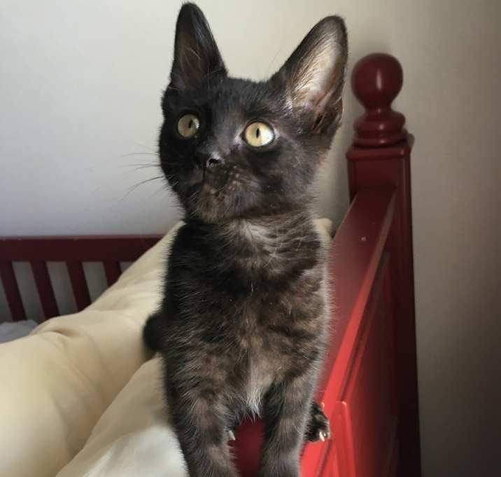 Photo of Batty Koda