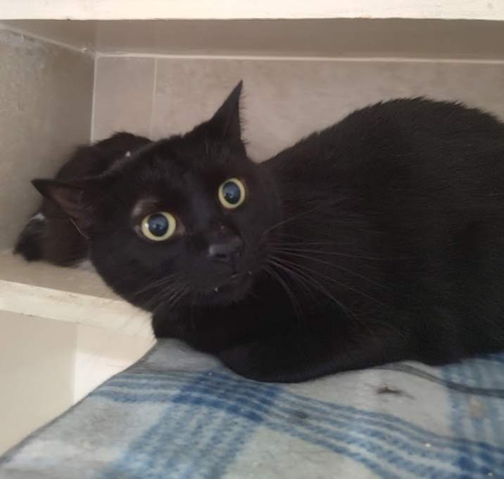 Photo of Midnight